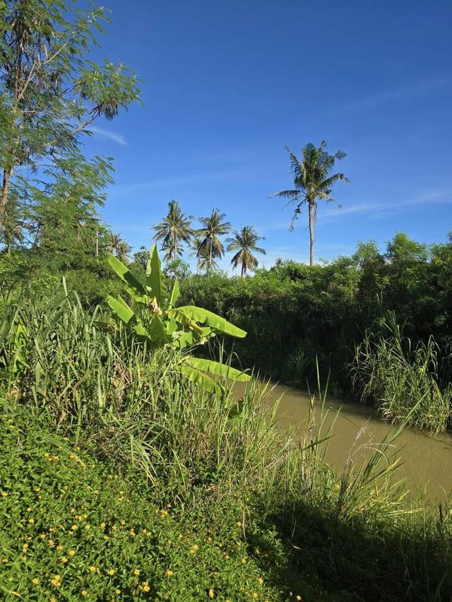 ขายที่ดิน ประจวบ สามร้อยยอด ติดถนนติดคลอง