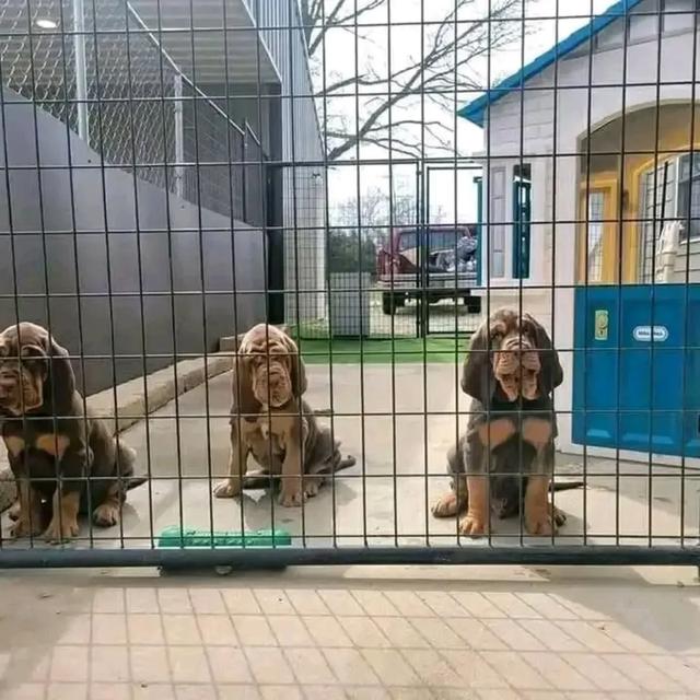 Blood hound puppies WhatsApp me : +66 63 826 3042