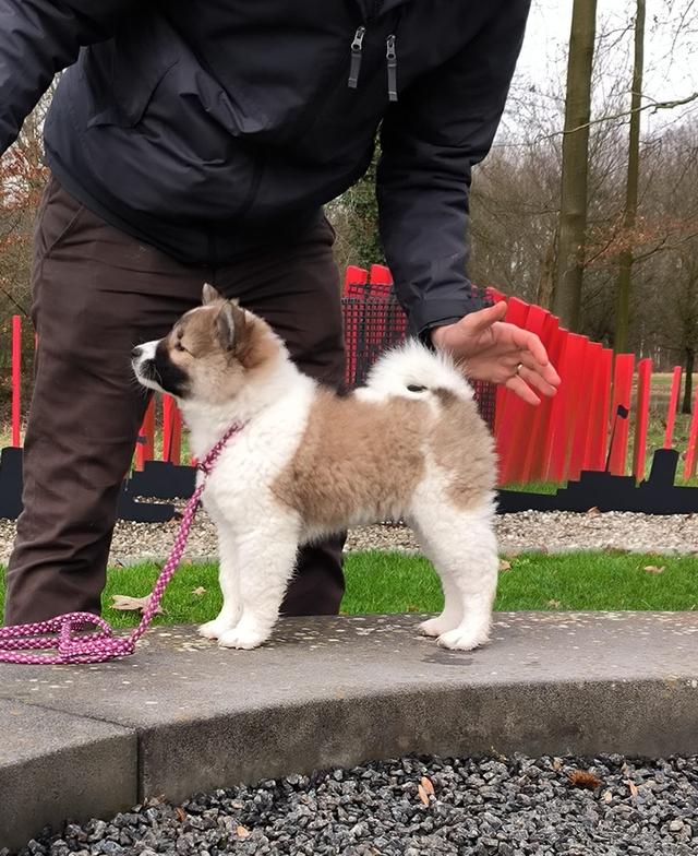 Thai Bangkaew Puppies for sale