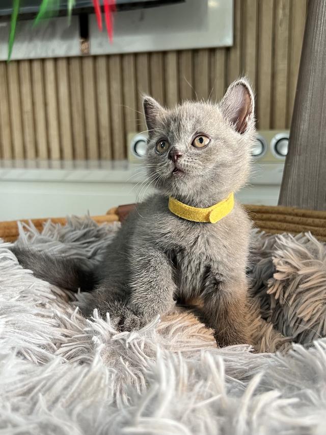 ลูกแมว บริติช ช็อตแฮร์ ใบเพ็ดนอกWCF(British Shorthair)