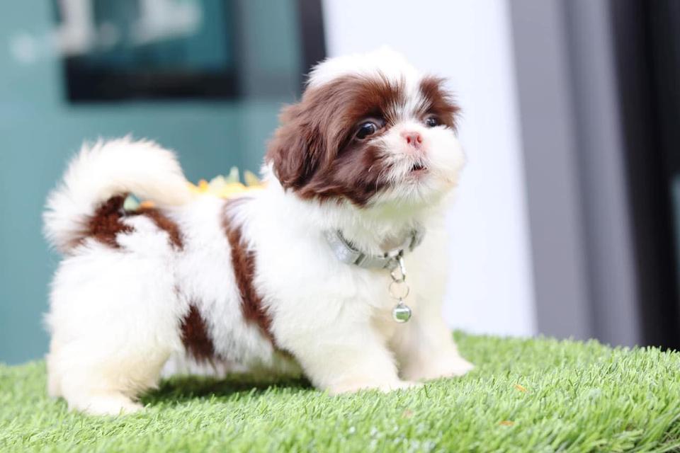 Shih Tzu Puppies  WhatsApp me : ( +63 985 762 7466 )
