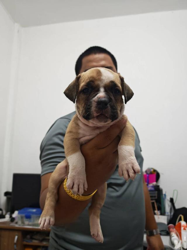 American bully3,500-5,500฿ อเมริกันบูลลี่สายพันธุ์แท้ราคาไม่แรง🏡p'tigerขอนแก่น 3,500-5,500฿ 11