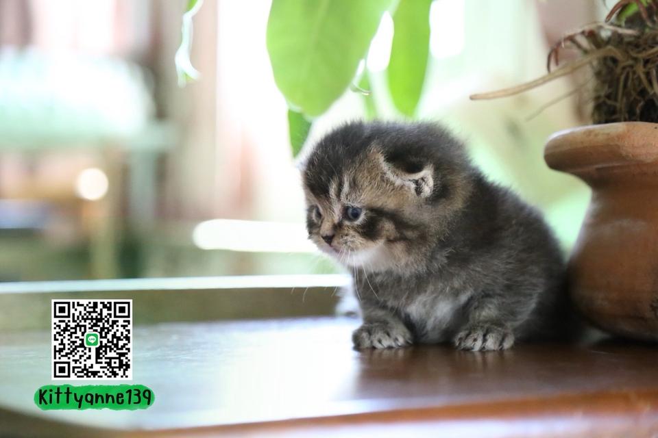 แมวเปอร์เซียผสมบริติชwcf รูปที่ 4