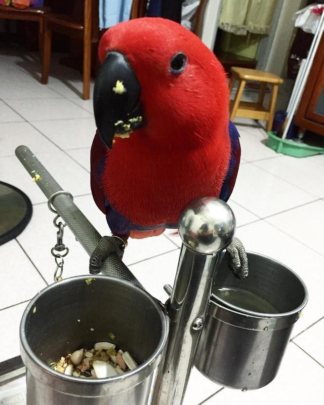 Eclectus Parrots  WhatsApp me : +66 63 826 3042