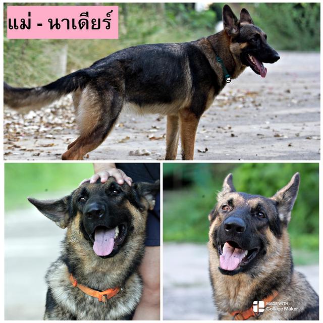 ลูกสุนัขเยอรมันเชพเพิร์ด - เพศเมีย รูปที่ 7