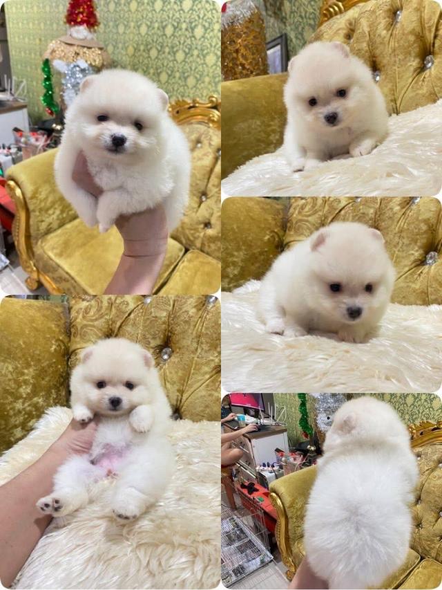 ปอมเมอเรเนียนแท้ พร้อมย้ายบ้าน 7