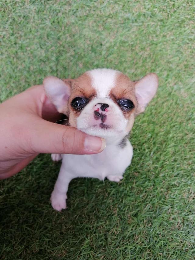 ชิวาว่าเเท้ขนสั้น ช. 3