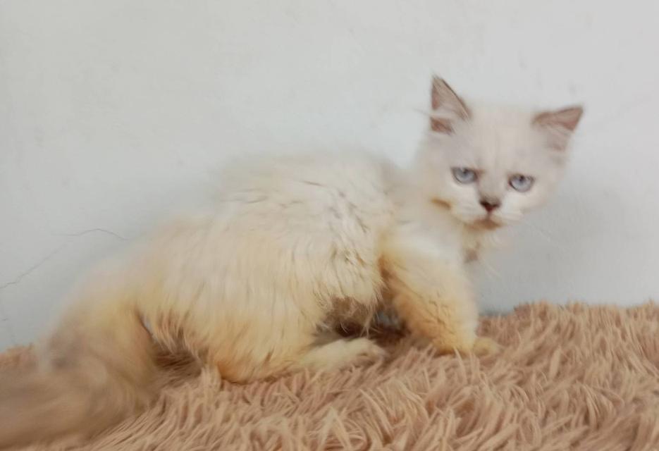 5.แมวมันช์กิ้น/เพศเมีย หาบ้าน Munchkin Cat/Female looking for a new home 6