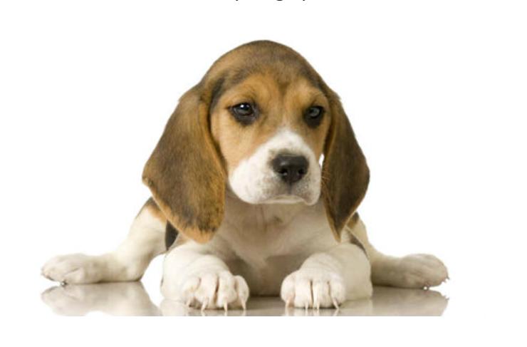 บีเกิ้ล (Beagle) 2