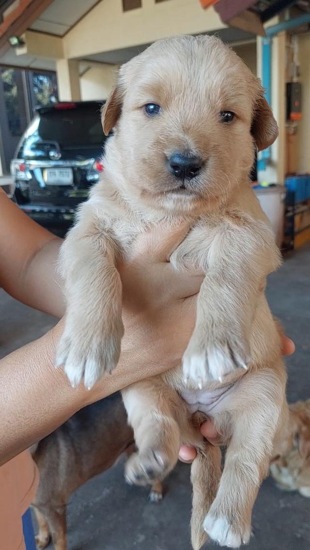 ลูกสุนัข โกลเด้น เพศเมีย รูปย่อยที่ 3