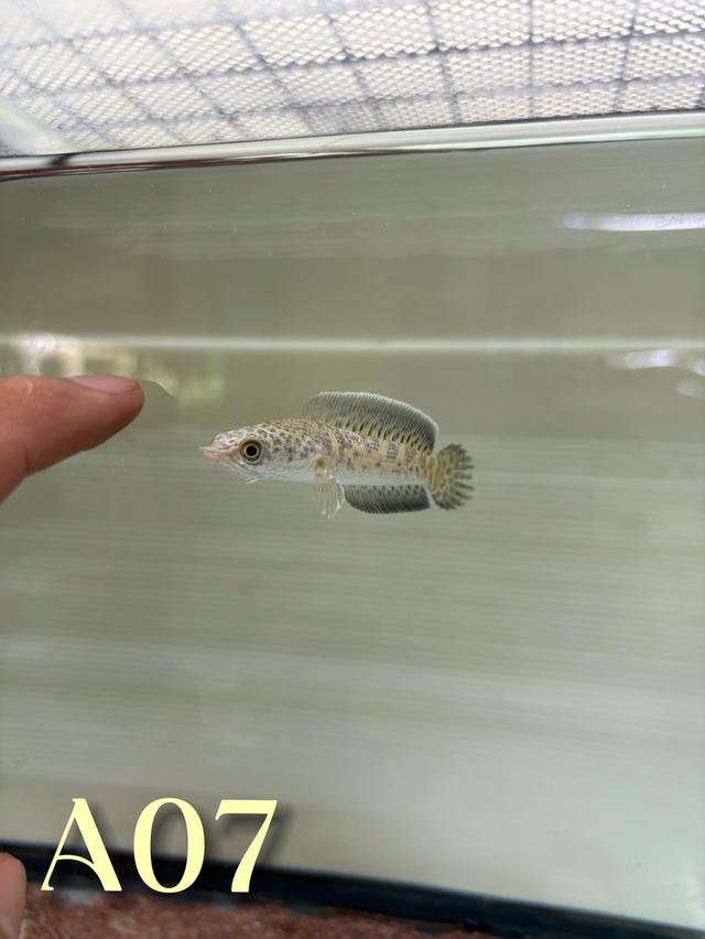 Auranti CB ( Hi-Fin ) 2.5-3.0 Channa Fish #oscar_channa_fish รูปที่ 6