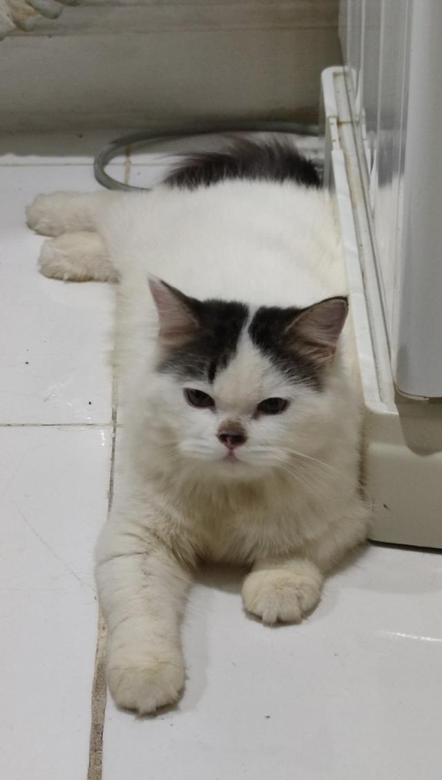 แมวงอก แบ่งเลี้ยง ไม่มีสินสอด รูปที่ 3