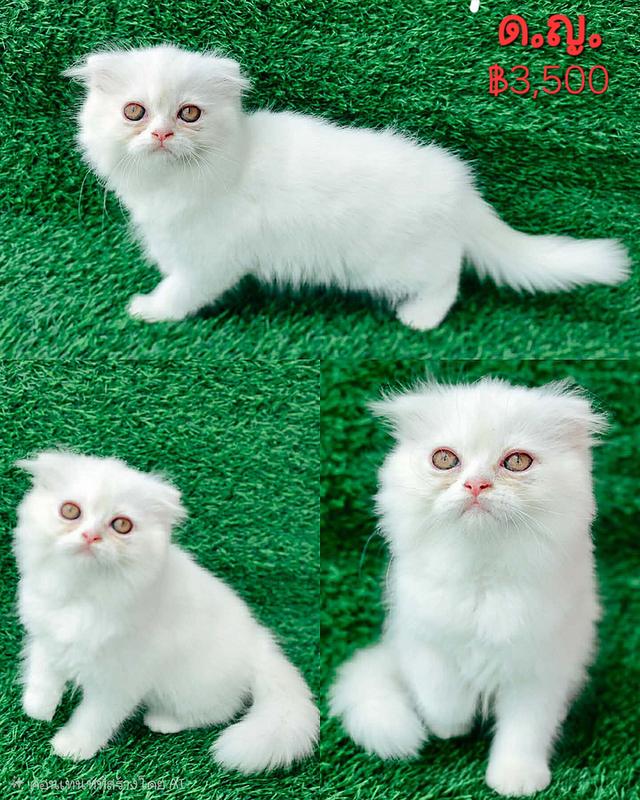 น้องแมว สก็อตติสโฟลด์