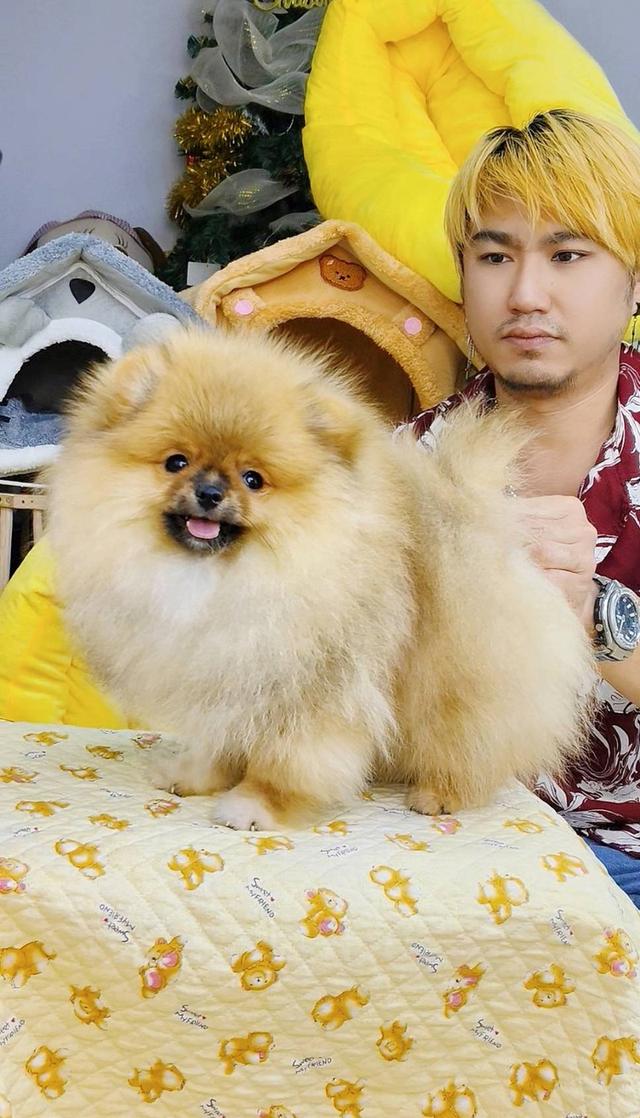 ปอมเมอเรเนียนแท้ ขนแน่น ขาใหญ่ เพศผู้ อายุ 4 เดือน