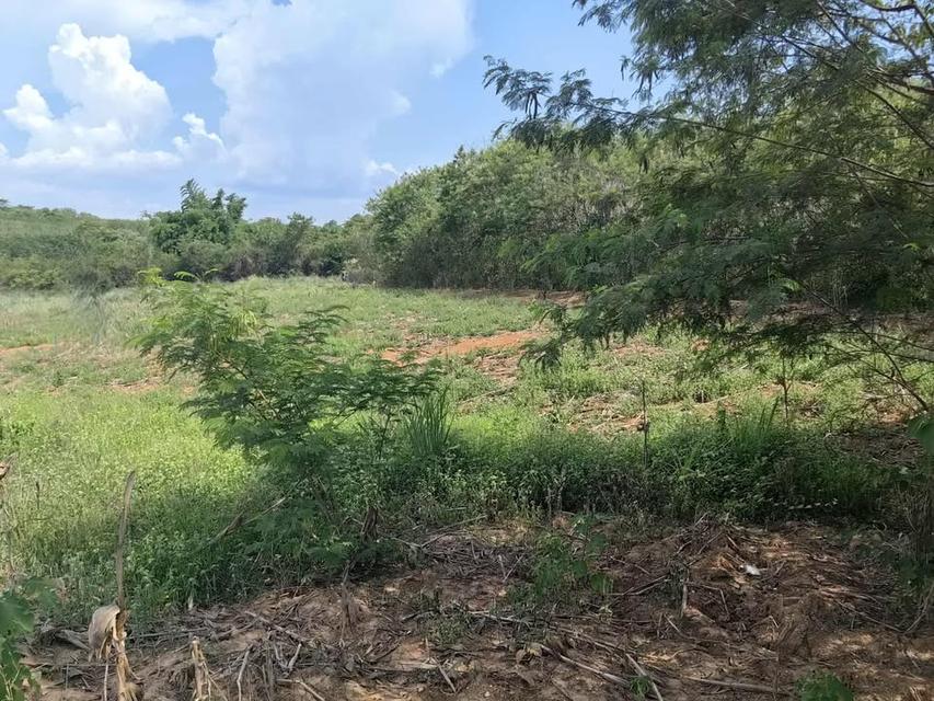 ที่ดินเปล่า 10 ไร่ ที่วังหมี วังน้ำเขียว 10