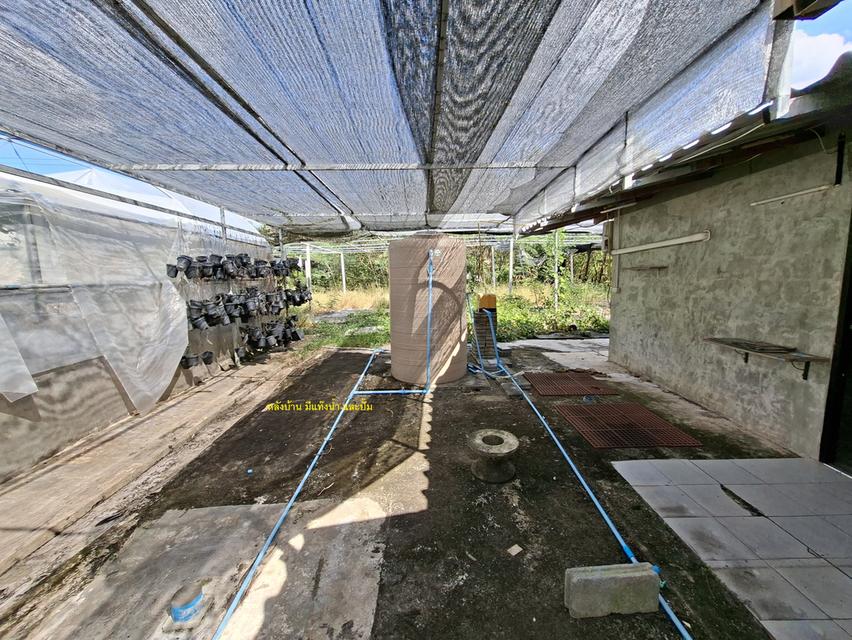 ขายที่ดิน 2 ไร่ 154 ตารางวา 1,000,000 บาท มีห้องพัก 2 ห้อง มีน้ำและไฟฟ้าพร้อมเข้าอยู่ ใกล้วัดสามประชุม อ.โพธิ์ทอง จ.อ่างทอง 11
