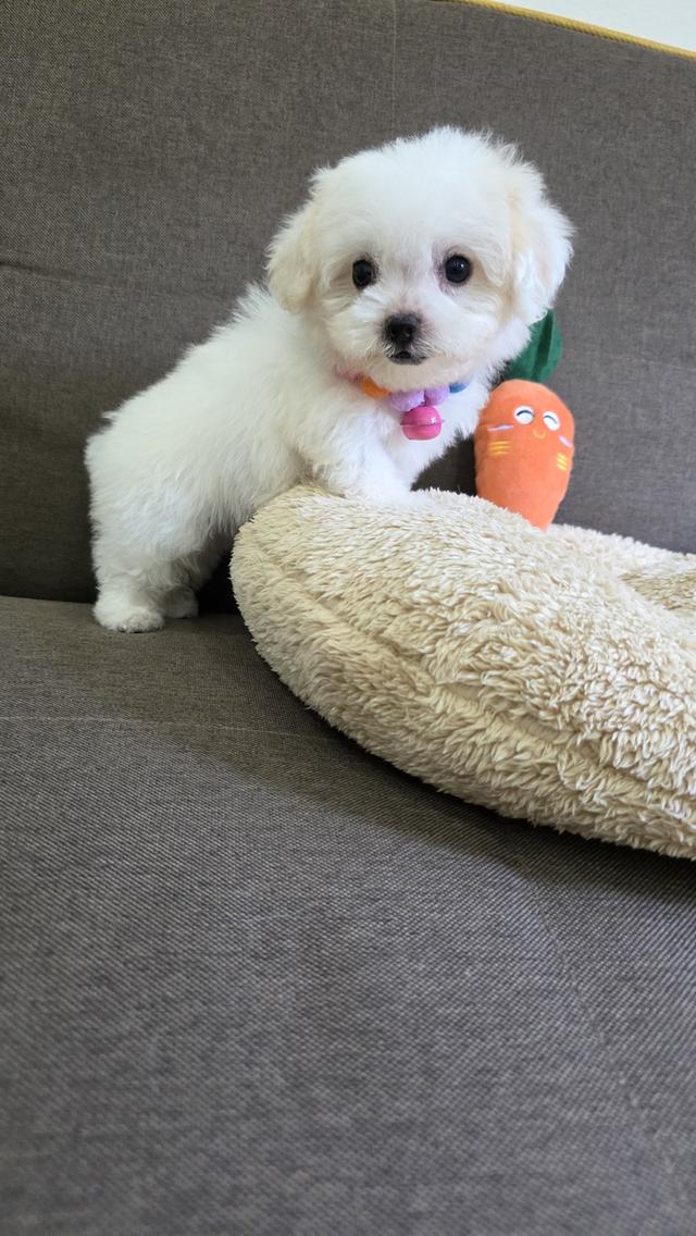 ลูกหมาพุดเดิ้ลผสมชิสุ รูปที่ 2