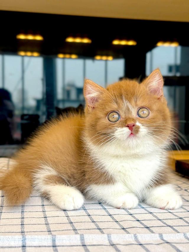 แมวมันช์กิ้นขาสั้นชายหญิงมีพร้อมเรทเริ่มต้นเพียง25,000 รูปที่ 5