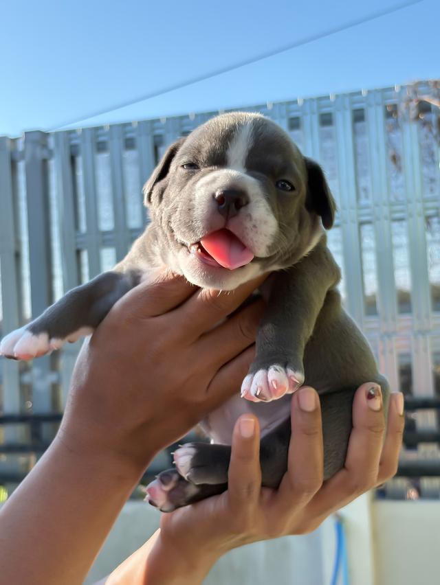 อเมริกัลบูลลี่ สีบลู