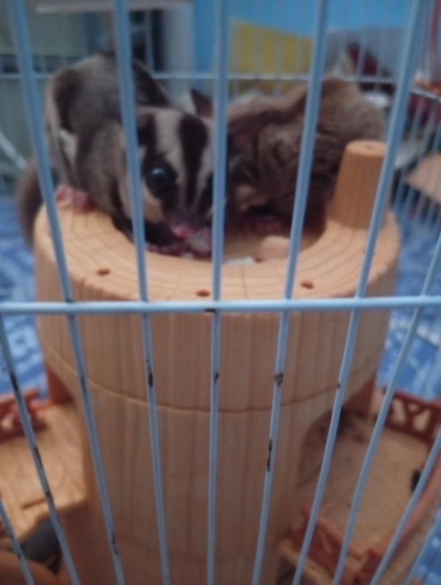 ซูการ์ไกรเเอร์ แคระตัวเล็กไม่โตแล้ว🫟 no I'm out รูปที่ 3