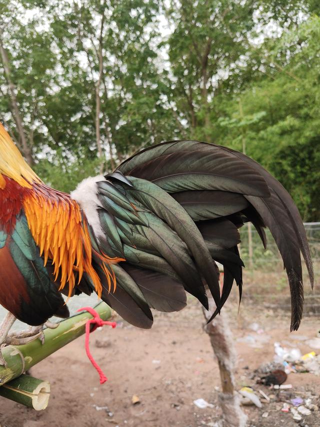แบ่งไก่ต่อ หูขาว เต็มใบ รูปที่ 4