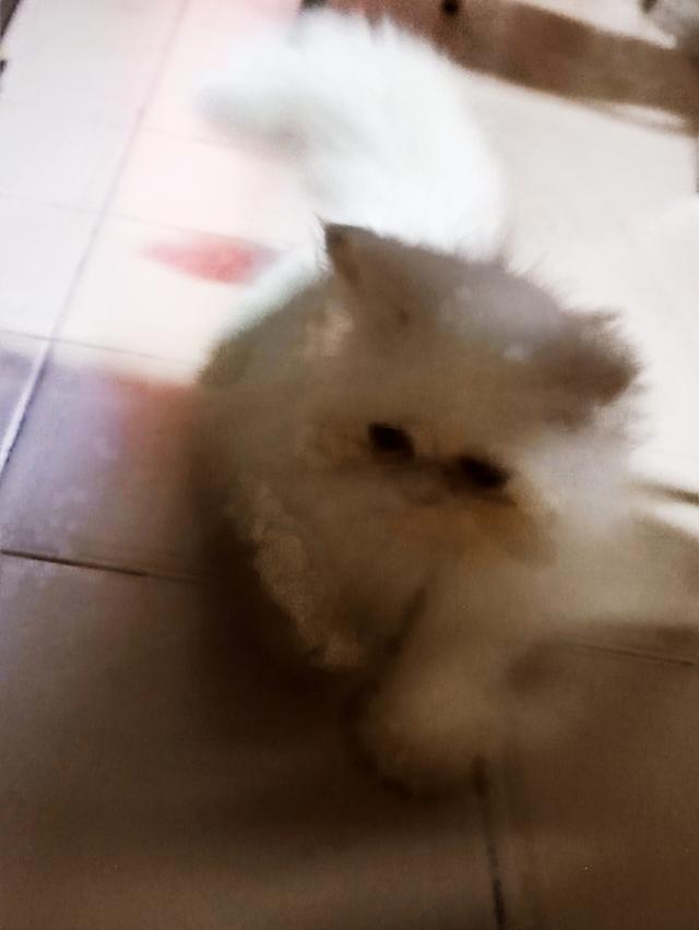 Persian big cats for sell รูปที่ 5