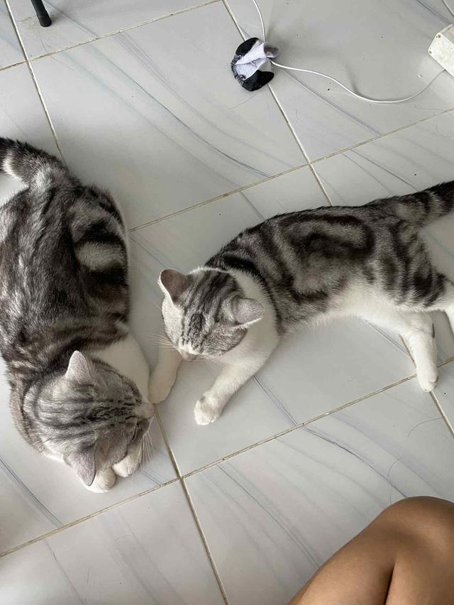 แมวสก็อตติชอเมริกัน