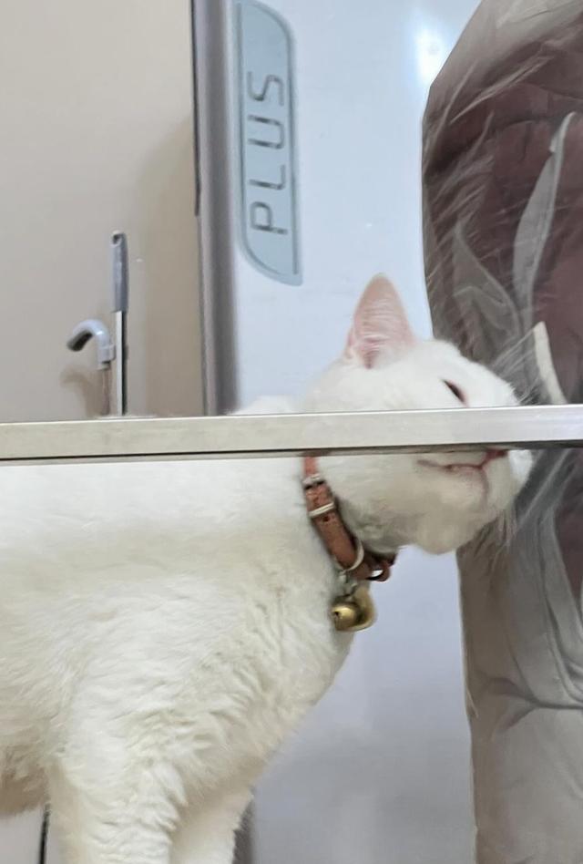 ขายแมวขาวมณีตัวอ้วน ขี้อ้อน 3