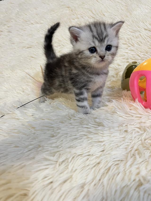 แมวสก๊อตติชแท้ 100 เปอเซ็น รูปที่ 11