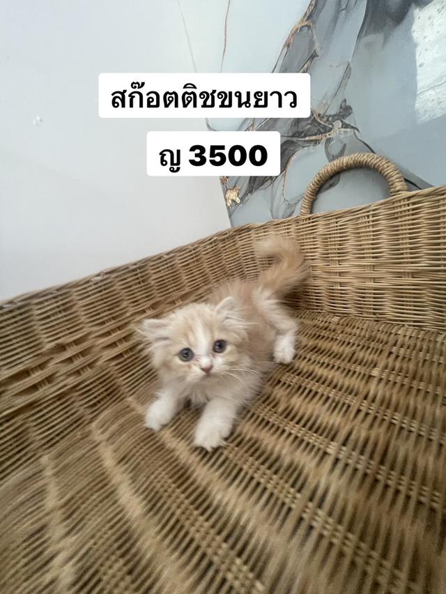 แมวสกอตติชโฟลด์ขนยาว 3500