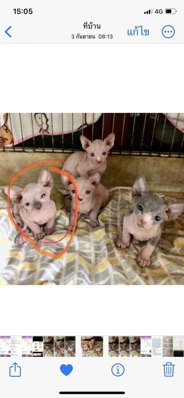 sphynx สฟิงซ์เพศหญิง 2