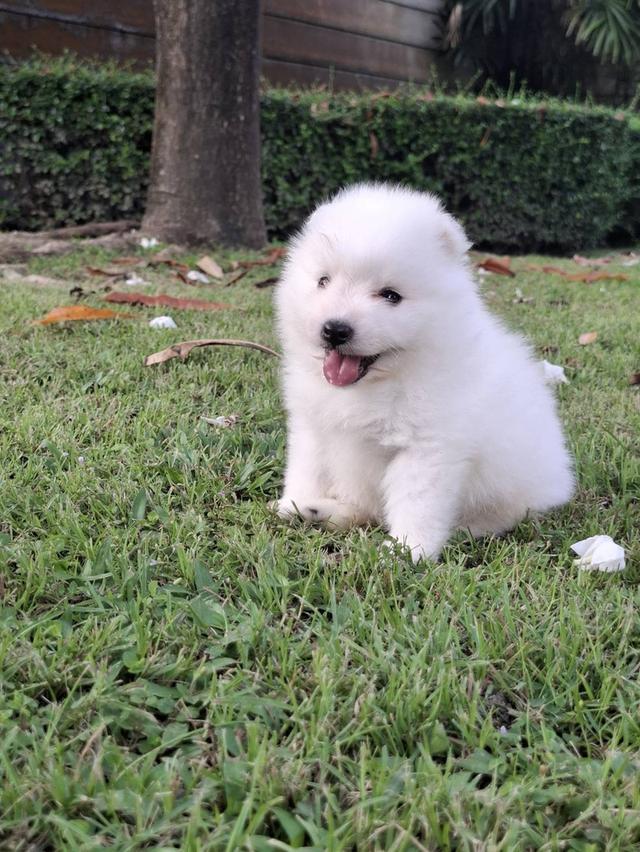 Japanese Spitz (สุนัขพันธุ์สปิตซ์ญี่ปุ่น) 6