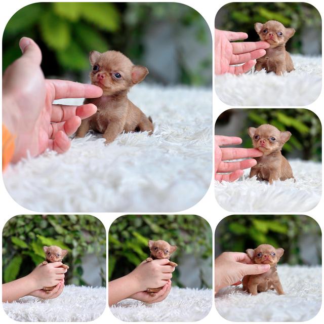 ชิวาวาขนสั้นไซส์ทีคัพเพศเมียน้องจิ๋วหลิว