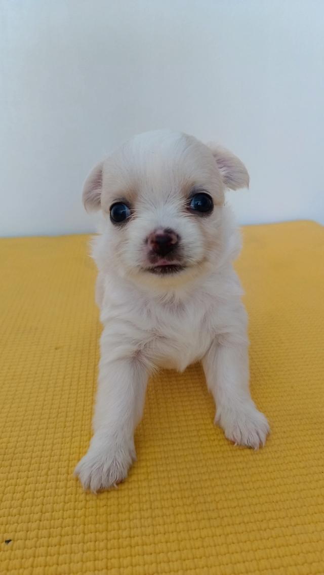 สุนัขชิวาวาแท้ เพศเมีย สุขภาพแข็งแรง รูปที่ 7