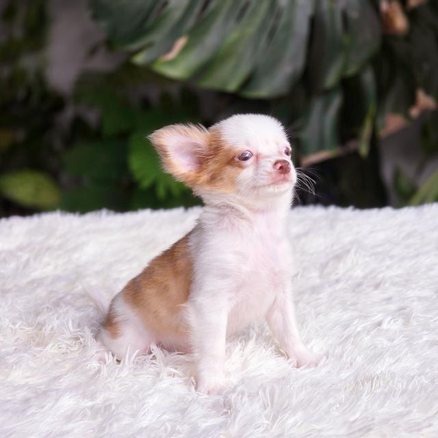 น้องถุงทองชิวาวาขนยาวเพศเมีย