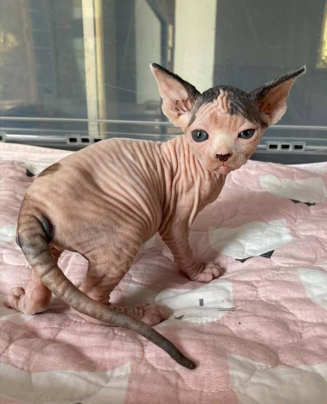 3.แมวสฟิงซ์ เพศเมีย Sphynx Cat Female