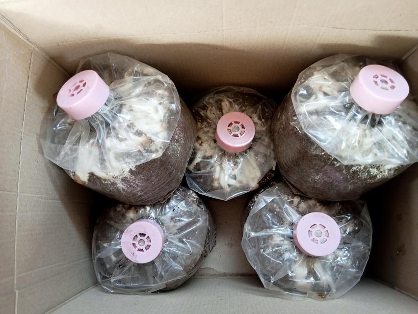 ก้อนเชื้อเห็ดโคนน้อย พร้อมคู่มือการดูแล 10