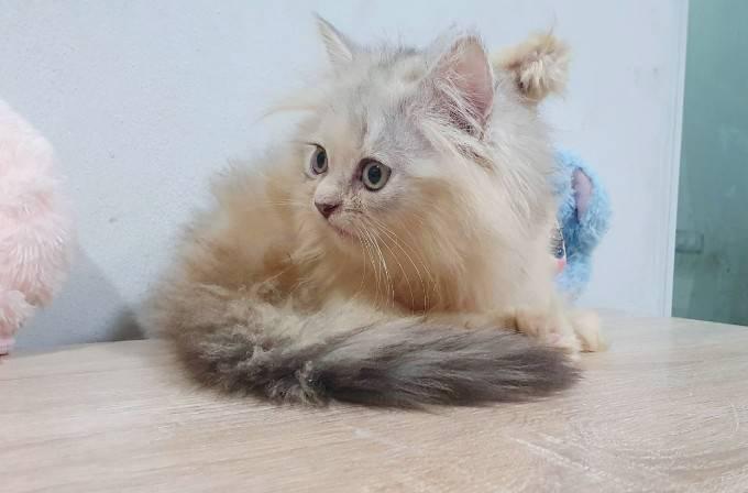 แมวเปอร์เซียพระรามสอง