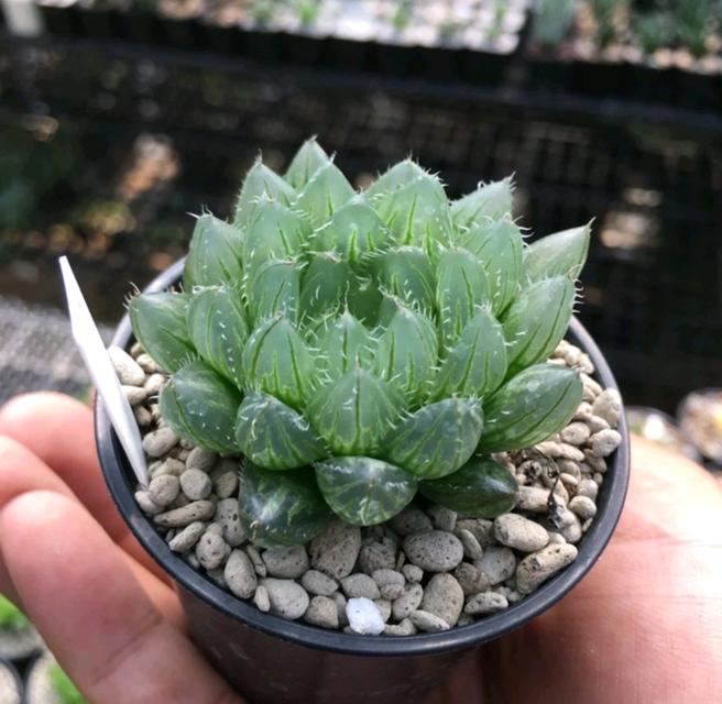 Haworthia ไม้อวบน้ำ 3