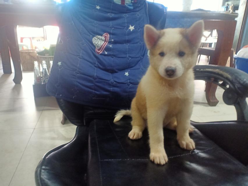 ลูกหมาบางแก้วแท้
