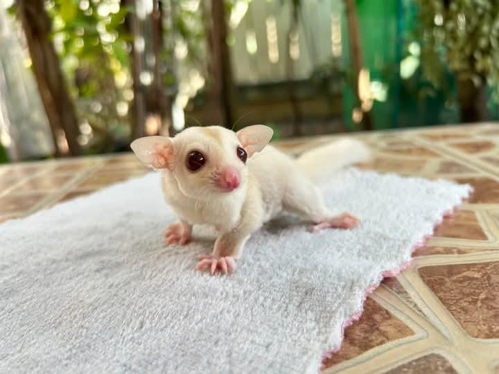 Sugar Glider สีขาวน่ารักๆ 2