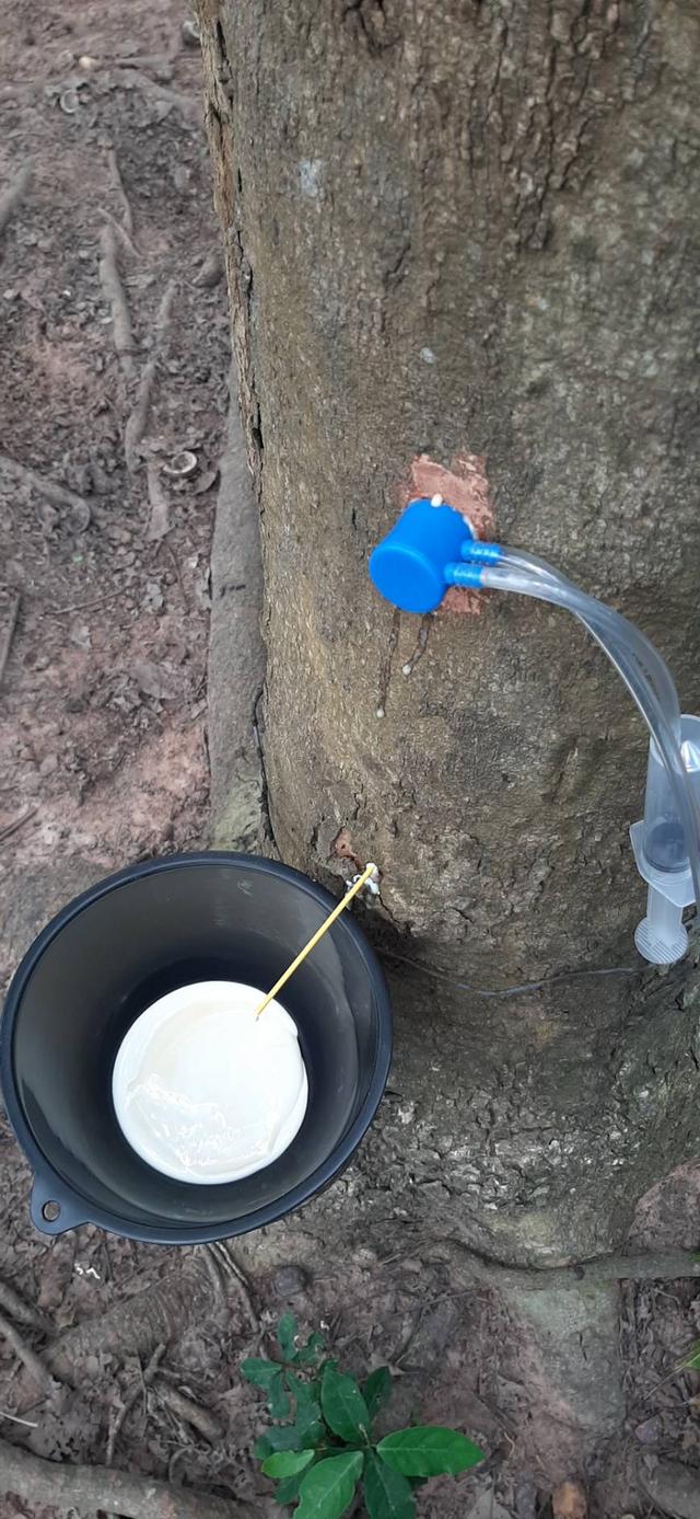 ชุดเจาะยางพารากับเอทิลีน 8