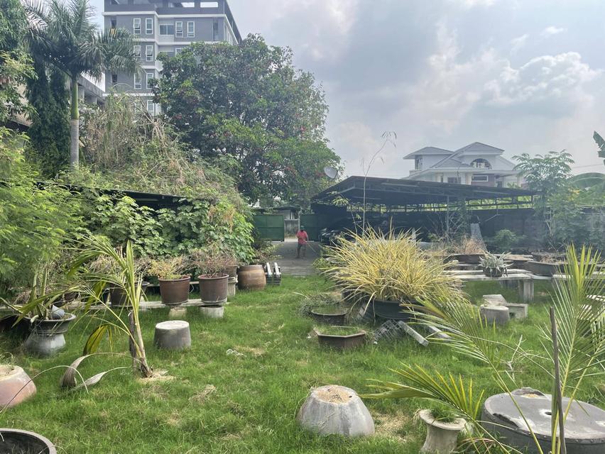ขายที่ดินสุขุมวิท 77 แปลงใหญ่ 191 ตร.ว อ่อนนุช 14 อ่อนนุชช่วงต้น ใกล้BTSอ่อนนุช ถนนหน้าที่กว้าง สภาพแวดล้อมดีสงบ ใกล้ T77 ปรีดี พัฒนาการ 0879074045 1