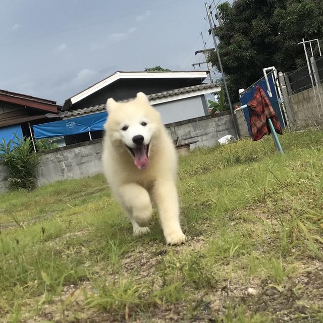 ไซบีเรียน เชียงใหม่