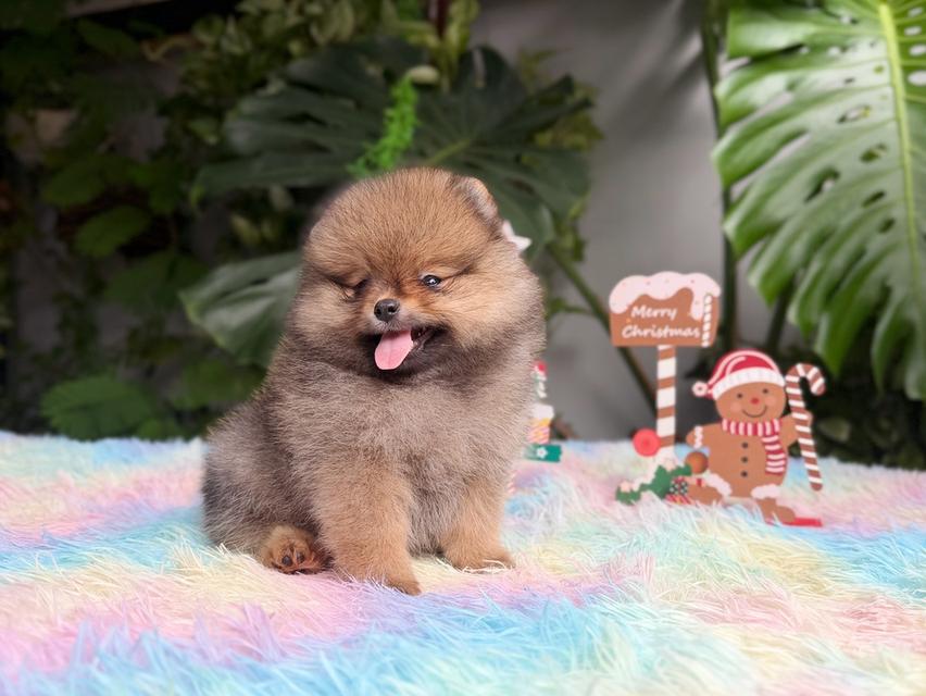 ปอมแท้ เพศเมียสีส้ม พิกัดรามอินทรา 6