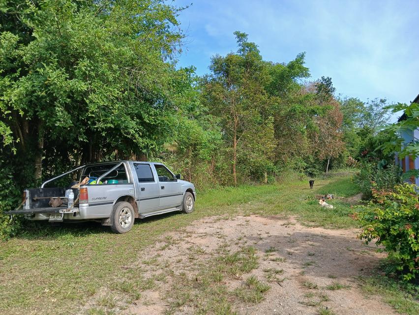 ขายที่ดินเปล่าโฉนด 1 งาน 14 ตร.ว. อยู่ในชุมชน ต.นาชะอัง อ.เมืองชุมพร ห่างศาลากลางจังหวัดเพียง 3 กม. ที่เนินปลอดภัยจากน้ำท่วม เจ้าของเองครับ 8