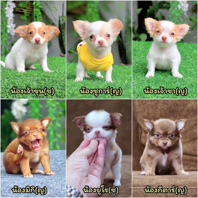 Chihuahuaชิวาวาพันธุ์แท้
