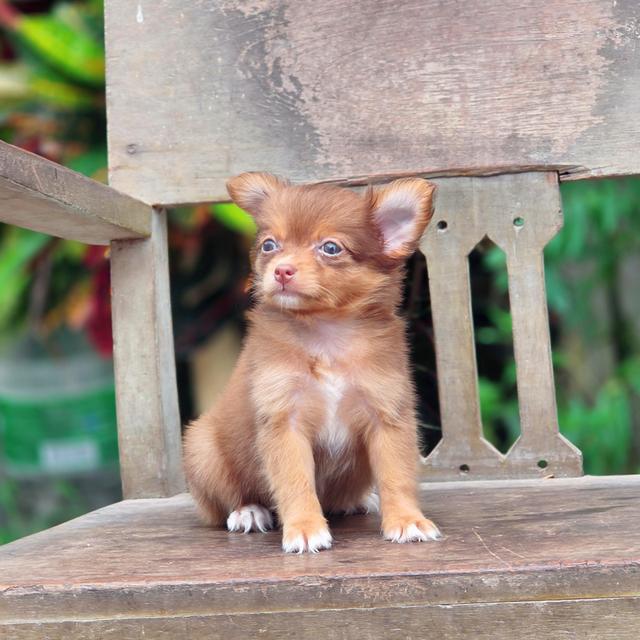 Chihuahua เพศเมียสีช็อค