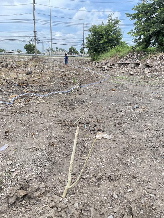 ขายที่ดินเปล่า บางปะอิน 4