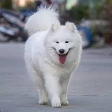 สุนัขสายพันธุ์ซามอยด์ (Samoyed) 2